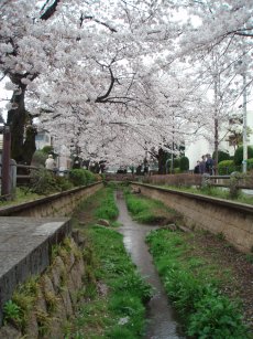 深沢呑川緑道桜縦