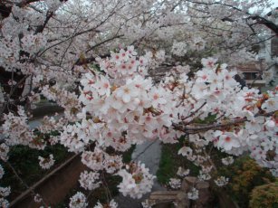 深沢　呑川緑道桜横